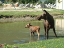 cow moose and a fawn